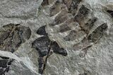 Fossil Fern (Neuropteris & Macroneuropteris) Plate - Kentucky #154671-1